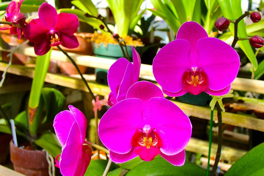 La bouture d'orchidée